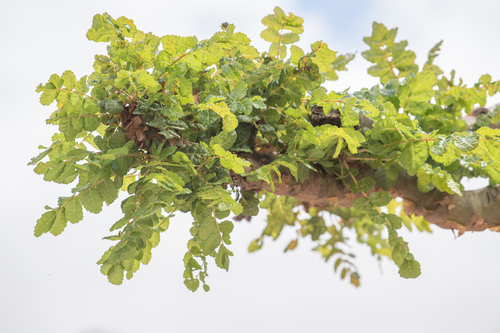 Boswellia ameero (Boswellia ameero)