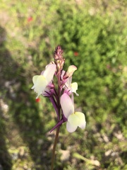 Linaria maroccana