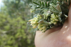 Anthyllis barba-jovis