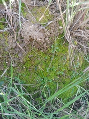 Targionia hypophylla