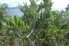 Anthyllis barba-jovis