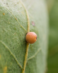 Cynips multipunctata