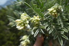 Anthyllis barba-jovis