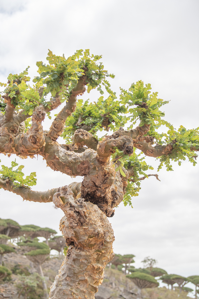 Boswellia ameero · iNaturalist