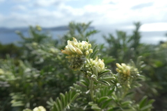 Anthyllis barba-jovis