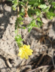 Oenothera humifusa