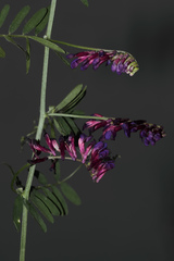 Vicia eriocarpa