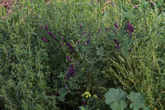 Vicia eriocarpa