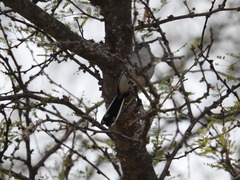 Polioptila melanura