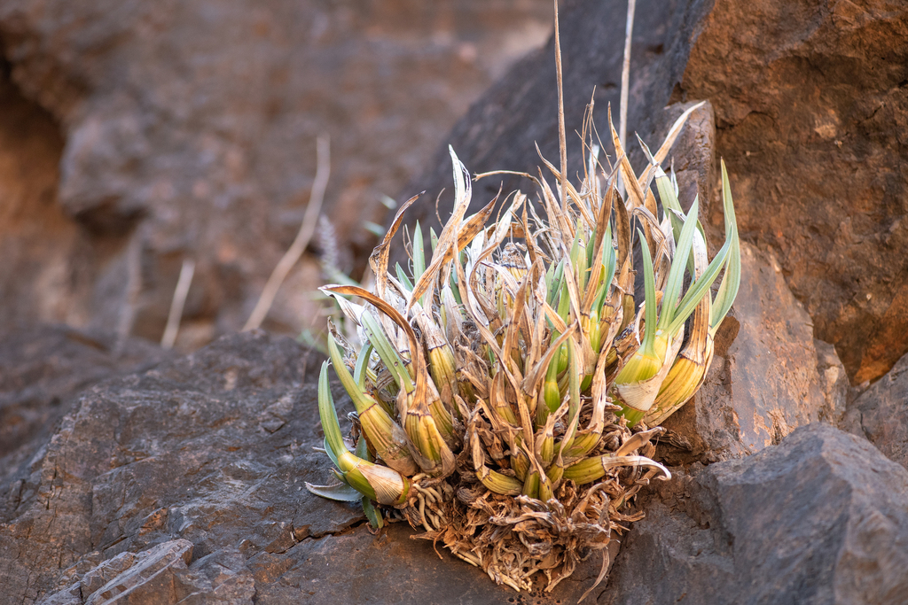 Eulophia petersii