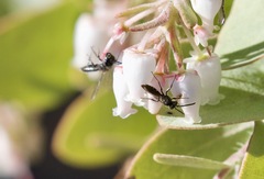 Derandrena