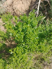Baccharis pilularis