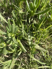 Carpobrotus edulis