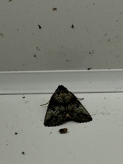 Pericyma cruegeri
