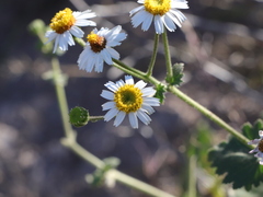 Amauria rotundifolia