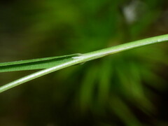 Poa breviglumis