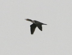 Phalacrocorax carbo