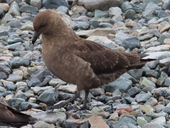 Stercorarius antarcticus