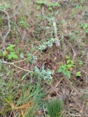 Aloysia gratissima
