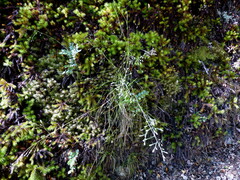 Poa breviglumis