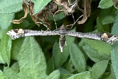 Anstenoptilia