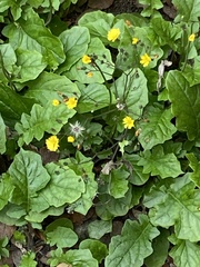 Youngia