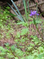 Iris douglasiana