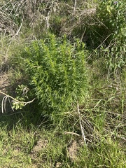 Artemisia dracunculus