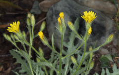 Crepis monticola