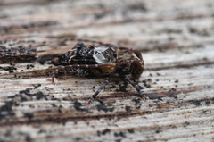 Pogonocherus hispidus