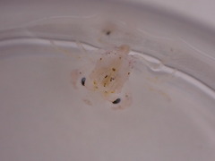 Metacarcinus magister