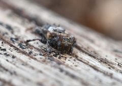 Pogonocherus hispidus