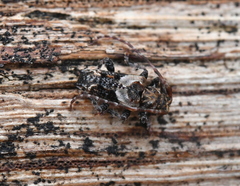 Pogonocherus hispidus