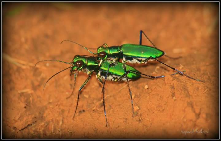 Green Tiger Beetle