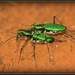 Green Tiger Beetle - Photo (c) Mayuresh Kulkarni, some rights reserved (CC BY-NC), uploaded by Mayuresh Kulkarni