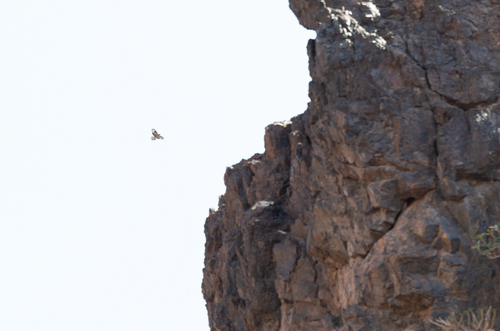 Socotra Buzzard (Buteo socotraensis)