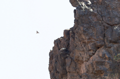 Buteo socotraensis