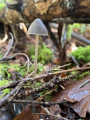 Mycena robusta