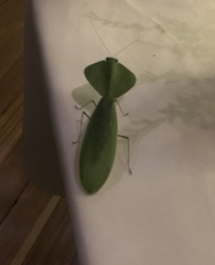 Choeradodis rhombicollis
