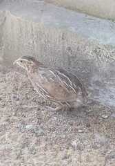 Coturnix japonica