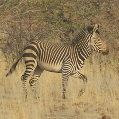 Equus zebra hartmannae