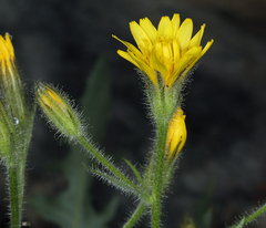 Crepis monticola