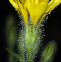 Crepis monticola