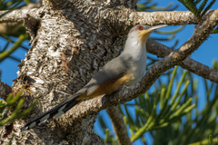 Coccyzus longirostris