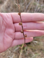 Ludwigia alternifolia