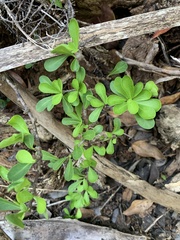 Sideroxylon celastrinum
