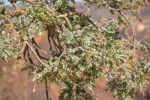 Boswellia dioscoridis