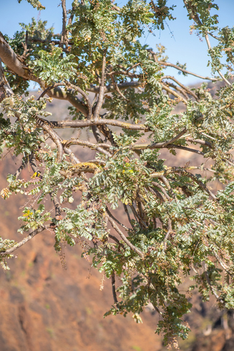 Boswellia dioscoridis