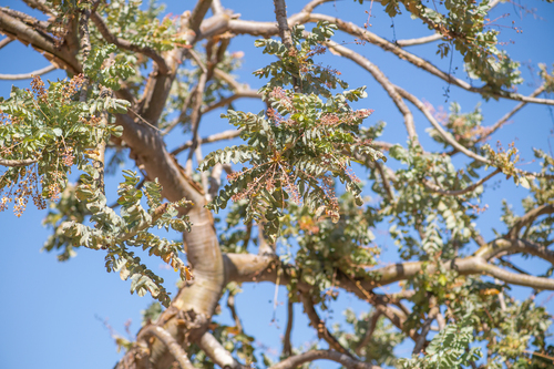 Boswellia dioscoridis
