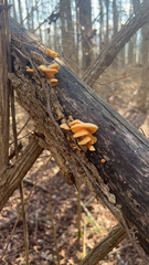 Phyllotopsis nidulans